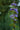 Caryopteris Clandonensis (Barba Blu) Vaso 18 - fioritura - Vivaio Garden Forest (48283763)