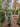 Cedro Atlantica Glauca (Cedrus Atlantica Glauca) Vaso 40 - Vivaio Garden Forest (48283773)