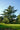 Cedro Atlantica Glauca (Cedrus Atlantica Glauca) Vaso 40 - pianta adulta - Vivaio Garden Forest (48283770)