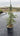 Cedrus Deodara Feelin Blue Vaso 24 - Vivaio Garden Forest
