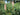 Cedro Deodara (Cedro Dell'himalaya) Vaso 45 - fioritura - Vivaio Garden Forest (48283779)