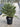 Chamaerops Humilis Vaso 35 - Vivaio Garden Forest
