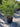 Chamaerops Humilis Vaso 40 Lt 25 E Q - Vivaio Garden Forest
