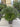 Chamaerops Humilis Vaso 40 Multitronco H Tr 20 30 - Vivaio Garden Forest