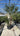 Chamaerops Humilis Vaso 60 H Tr 60 80 Lt 90 - Vivaio Garden Forest