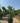 Chamaerops Humilis Vaso 60 Lt 90 - Vivaio Garden Forest (48283781)