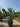 Chamaerops Humilis Vaso 60 Lt 90 - Vivaio Garden Forest