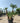Chamaerops Humilis Vaso 70 H Tr 90 110 Lt 130 - Vivaio Garden Forest (48283782)