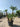 Chamaerops Humilis Vaso 70 H Tr 90 110 Lt 130 - Vivaio Garden Forest