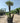 Chamaerops Humilis Vaso 70 Lt 130 - Vivaio Garden Forest (48283783)