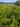 Cinnamomum Camphora Cesp 24 Lt 7 - Vivaio Garden Forest