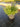 Cistus Monspeliensis Cesp 24 - Vivaio Garden Forest