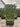 Citrus Limon Limone Spall 80 Cassetta - Vivaio Garden Forest