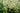 Dracaena Indivisa (Cordiline) A Gruppo Vaso 70 - dettaglio - Vivaio Garden Forest (48048119) (48283798)