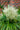 Dracaena Indivisa (Cordiline) A Gruppo Vaso 70 - fioritura - Vivaio Garden Forest (48048117) (48283796)