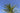 Dracaena Indivisa (Cordiline) A Gruppo Vaso 70 - fogliame - Vivaio Garden Forest (48048118) (48283797)