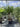 Cordyline Australis Multitronco 60 Lt 90 - Vivaio Garden Forest
