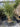 Cordyline Australis Multitronco 70 Lt 130 - Vivaio Garden Forest