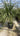 Cordyline Australis Vaso 70 - Vivaio Garden Forest