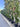 Cupressocyparis Leylandii Spirale 45 - Vivaio Garden Forest