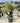 Dasylirion Serratifolium Vaso 70 Lt 130 - Vivaio Garden Forest (48283792)