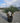 Dasylirion Serratifolium Vaso 90 Lt 230 - Vivaio Garden Forest (48283793)