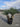Dasylirion Serratifolium Vaso 90 Lt 230 - Vivaio Garden Forest