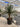 Dracaena Draco Vaso 60 H Tr 50 60 - Vivaio Garden Forest