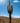 Echinopsis Atacamaensis Pasacane Vaso 55 - pianta adulta - Vivaio Garden Forest (48283800)