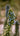 Echium Fastuosum (Viperina DI Madera) Vaso 24 - dettaglio - Vivaio Garden Forest (48283806)