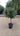 Eleagnus Ebbingei Compacta Alb 30 1 4 Fusto - Vivaio Garden Forest
