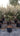 Eleagnus Ebbingei Compacta Alb 45 1 4 Fusto - Vivaio Garden Forest