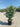Eleagnus Ebbingei Compacta Cesp 40 Lt 25 - Vivaio Garden Forest
