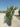 Eleagnus Ebbingei Compacta Cesp 45 - Vivaio Garden Forest