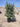 Eleagnus Ebbingei Compacta Cesp 50 - Vivaio Garden Forest