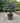 Eleagnus Ebbingei Compacta Multitronco 60 Lt 70 - Vivaio Garden Forest (47844294)