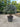 Eleagnus Ebbingei Compacta Multitronco 60 Lt 90 - Vivaio Garden Forest