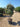 Eleagnus Ebbingei Compacta Multitronco 60 - Vivaio Garden Forest