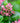 Escallonia Rubra Macrantha Vaso 18 - fioritura - Vivaio Garden Forest (48048162)