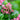 Escallonia Rubra Macrantha Vaso 18 - fioritura - Vivaio Garden Forest (48048162)