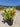Euonymus Japonicus Cesp 24 Aurea Lt 7 - Vivaio Garden Forest