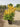 Euonymus Japonicus Cesp 40 Aurea - Vivaio Garden Forest