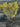 Euonymus Japonicus Multitronco 45 1 4 Fusto Aurea - Vivaio Garden Forest