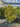 Euonymus Japonicus Spall 40 Aurea L 75 H 120 - Vivaio Garden Forest