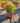 Euphorbia Ascot Rainbow (Euforbia) Vaso 24 - Vivaio Garden Forest (48283815)