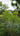 Euphorbia Ascot Rainbow (Euforbia) Vaso 24 - pianta adulta - Vivaio Garden Forest (48283818)