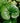 Farfugium Japonicum (Ligularia) Variegato Vaso 24 - pianta adulta - Vivaio Garden Forest (48048217)