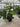 Fatsia Japonica Vaso 30 - Vivaio Garden Forest