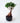 Ficus Microcarpa (Ficus Ginseng) N.18 - pianta adulta - Vivaio Garden Forest (48283820)