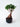 Ficus Microcarpa (Ficus Ginseng) N.18 - pianta adulta - Vivaio Garden Forest (48283820)